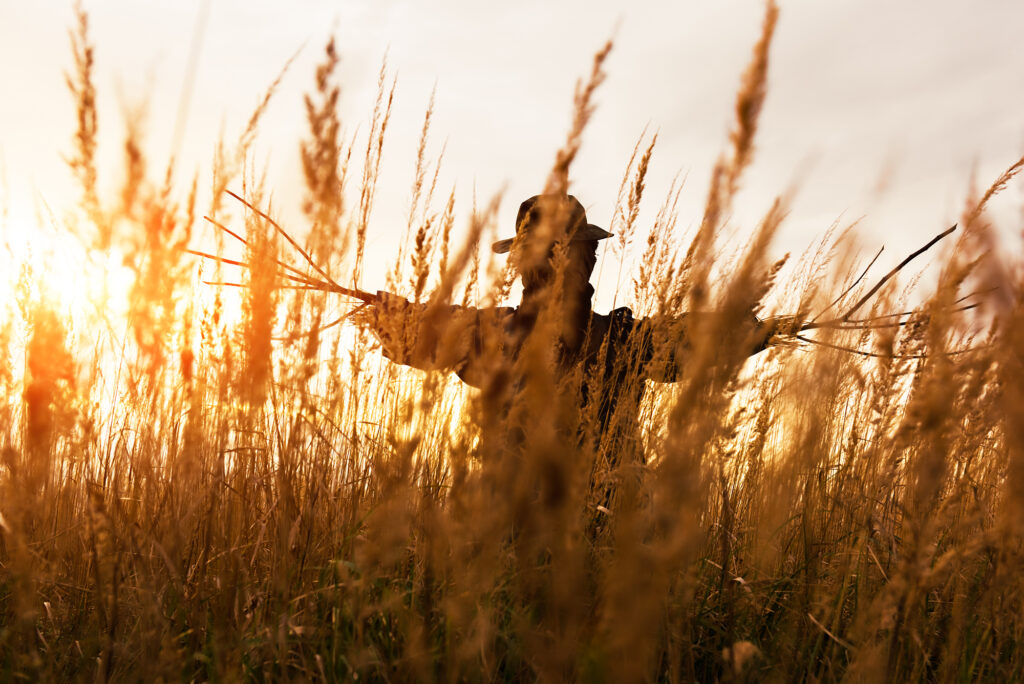 Autumn Budget 2026 haunt or harvest: a shadow of a scarecrow in a wheat field in an autumn sunset.
